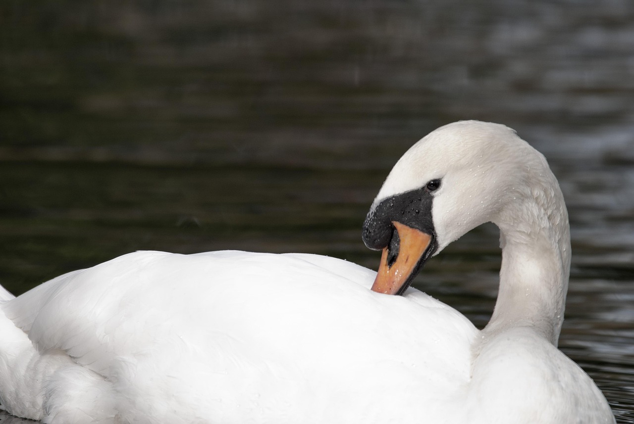 Cygne Blanc L'Eau - Photo gratuite sur Pixabay - Pixabay