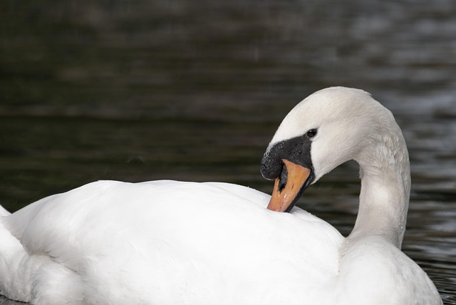 Free Swan White Swan photo and picture