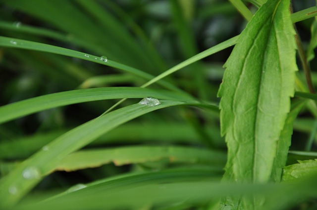 Free Grass A Drop Of photo and picture