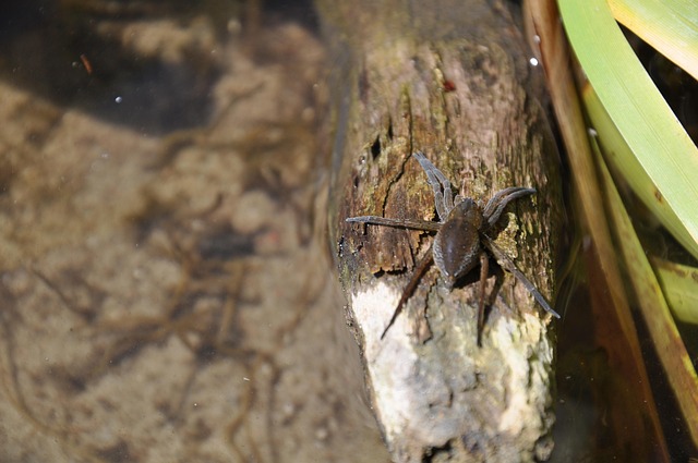 Free A Water Spider Bagnik photo and picture