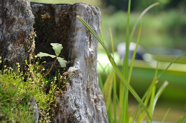 Free Oak Down photo and picture