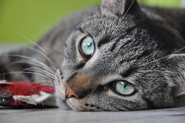 Free Cat Eyes photo and picture