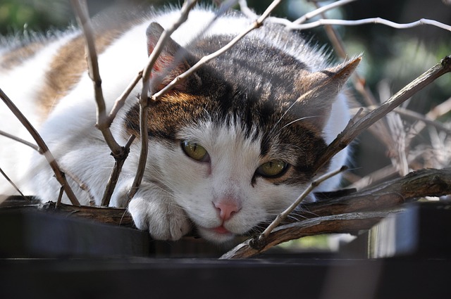 Free Cat Eyes photo and picture