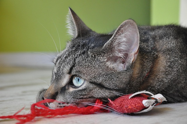 Free Cat Eyes photo and picture