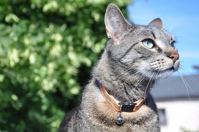 Free Cat Eyes photo and picture