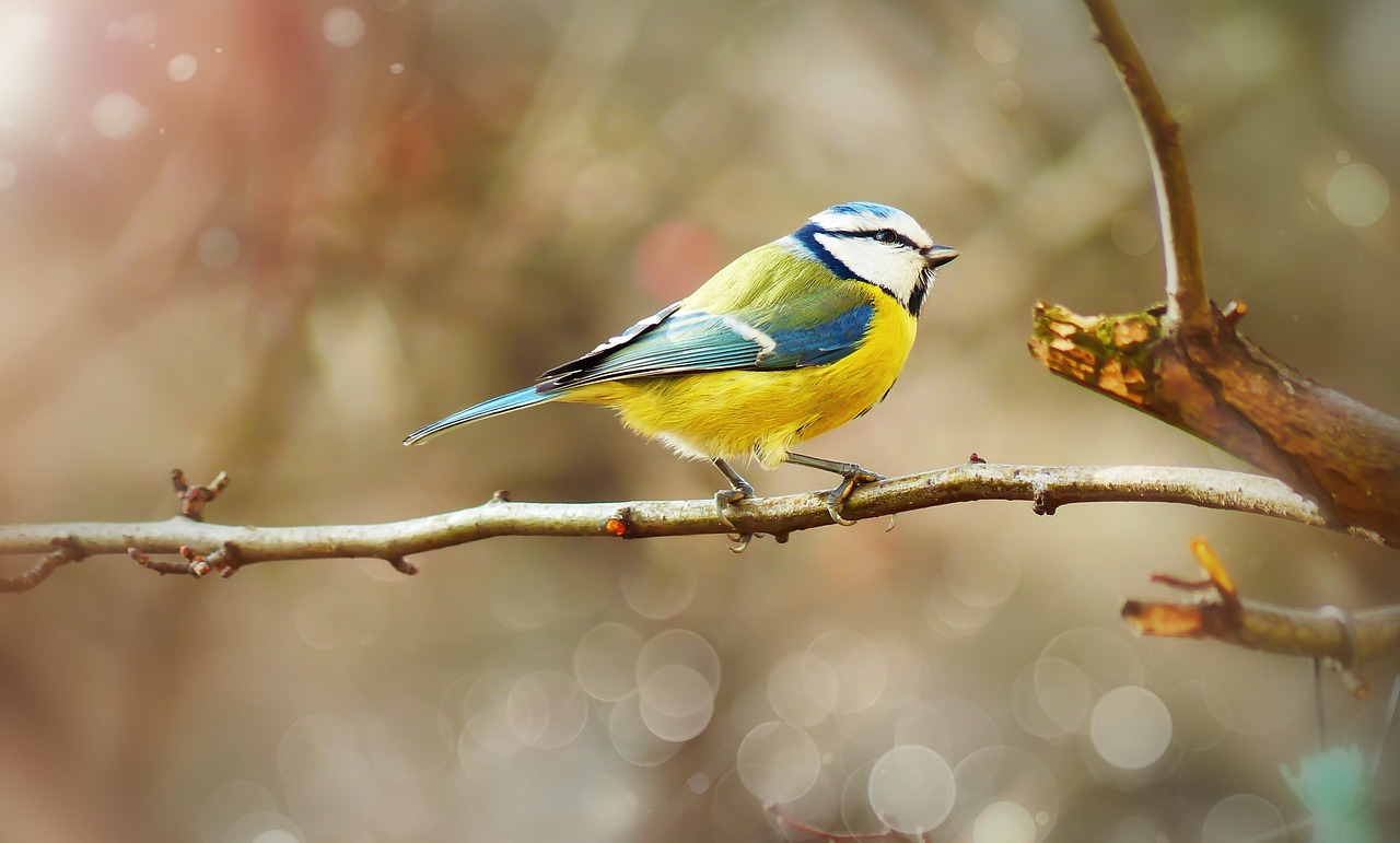 Cincia Dal Ciuffo Uccello Piccolo Foto Gratis Su Pixabay