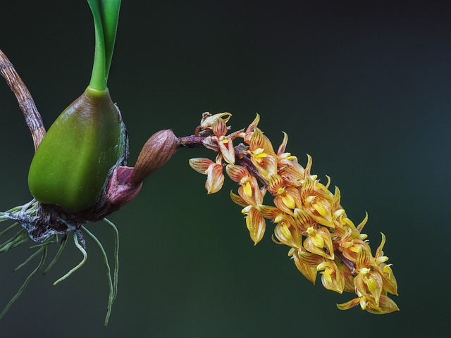 Blomst, Orkidé, Blomst Baggrund, Farve