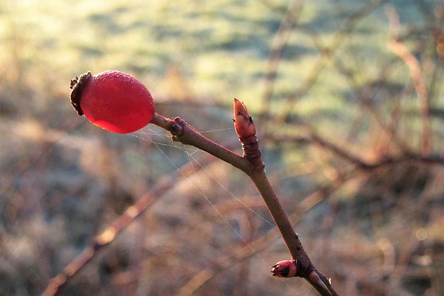 Berry Red Branch - Free photo on Pixabay