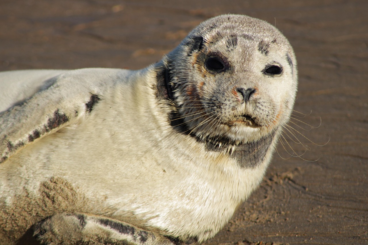10-free-crawling-seal-seal-images-pixabay