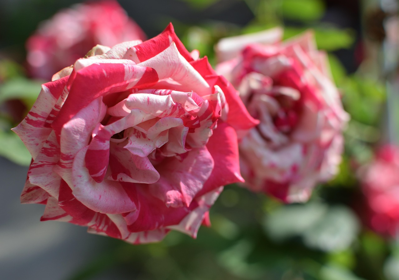 Rosa Flor Plantar - Foto gratuita no Pixabay - Pixabay