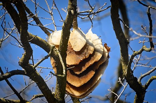 Free Honeycomb Bees photo and picture