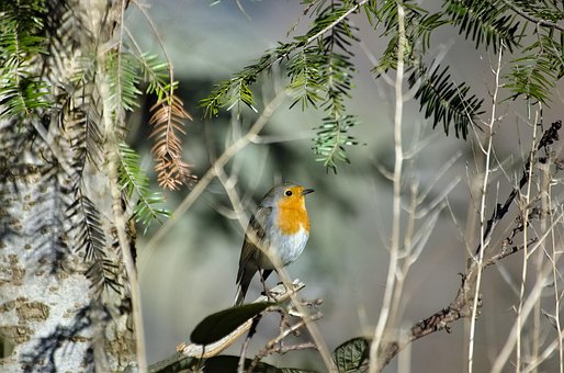 Free Robin Bird photo and picture