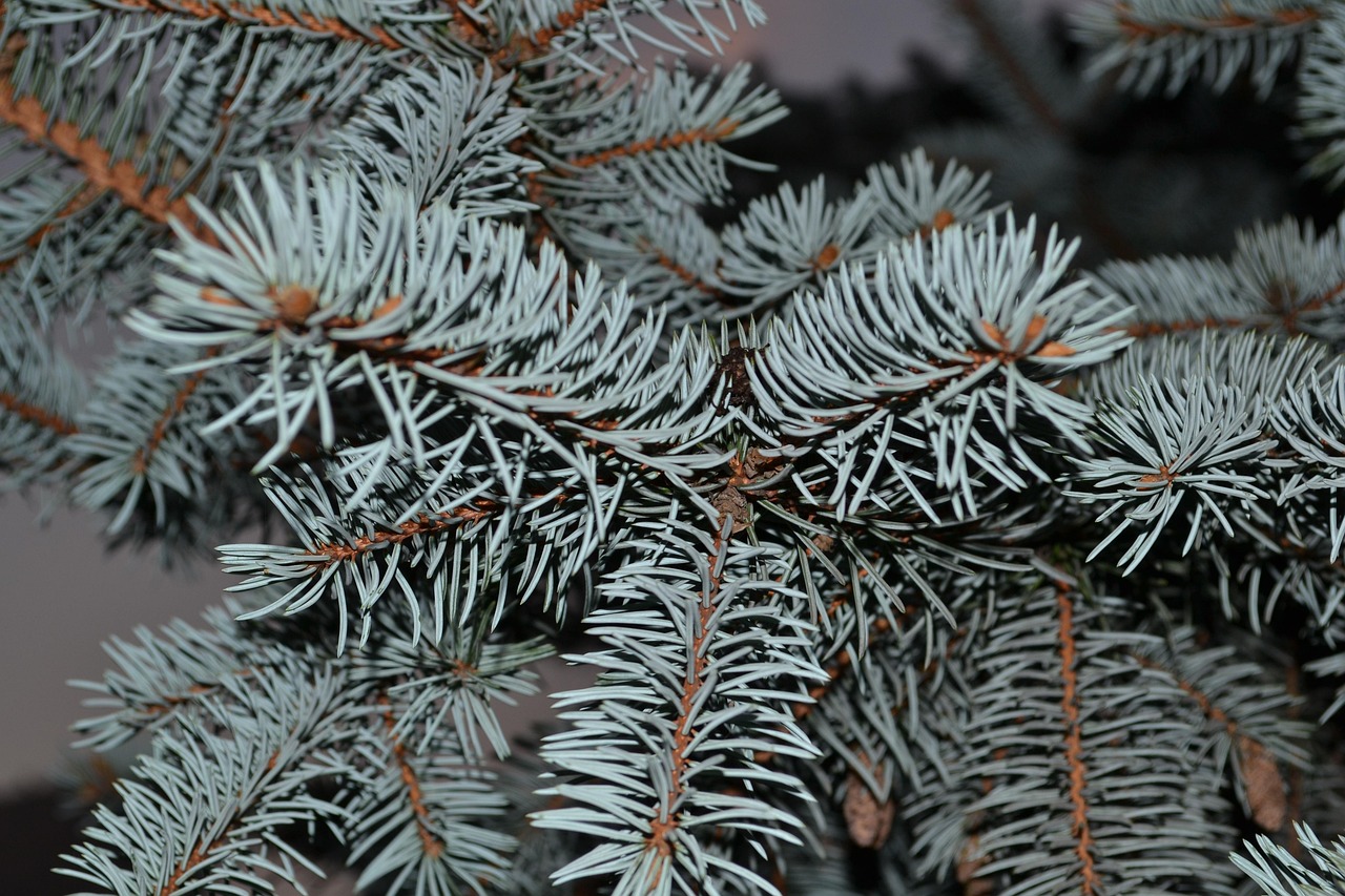 Evergreen C - Teinture d'aiguilles de pin et de pointes d'épicéa