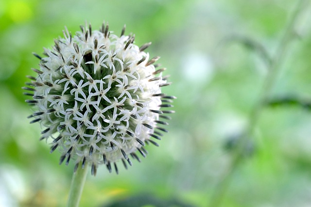 Free Echinops Globe Thistle photo and picture