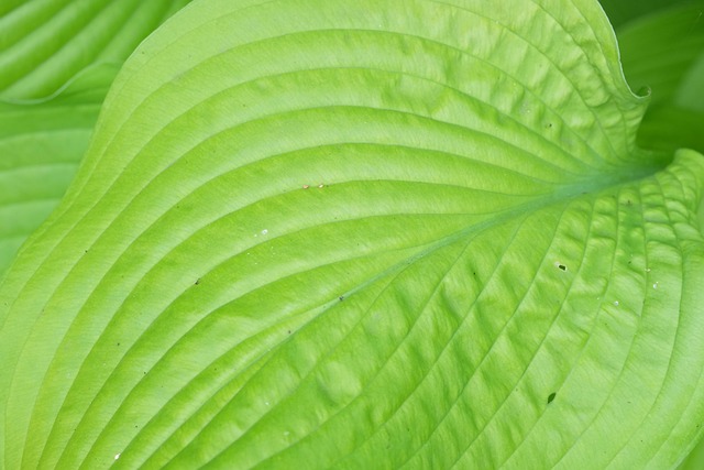 Free Hosta Leaf photo and picture