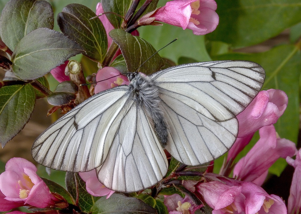Butterfly - free online jigsaw puzzle photo