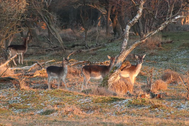 Free Deer Nature photo and picture