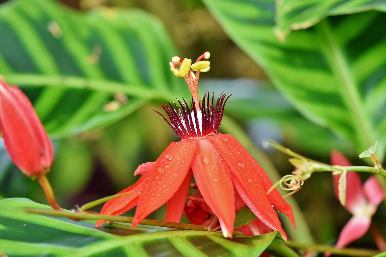 Passion Flowers - free online jigsaw puzzle photo