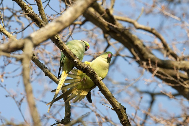 Free Parakeets Birds photo and picture