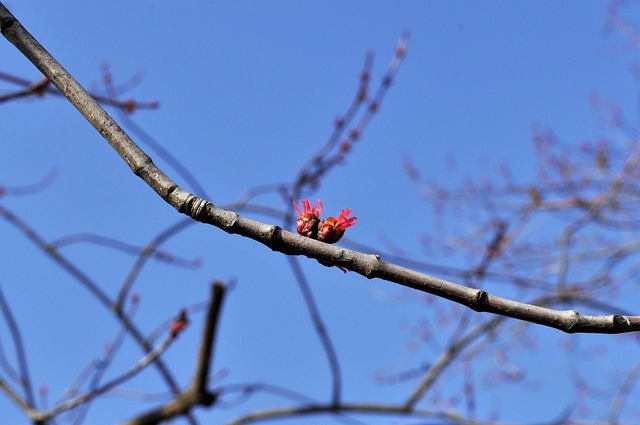 Free Spring Nature photo and picture