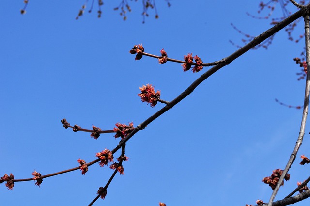 Free Spring Nature photo and picture