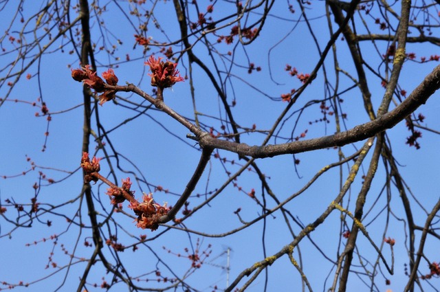 Free Spring Nature photo and picture