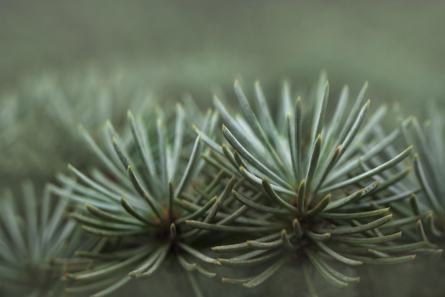 Pino, Verde, Naturaleza, Bosque