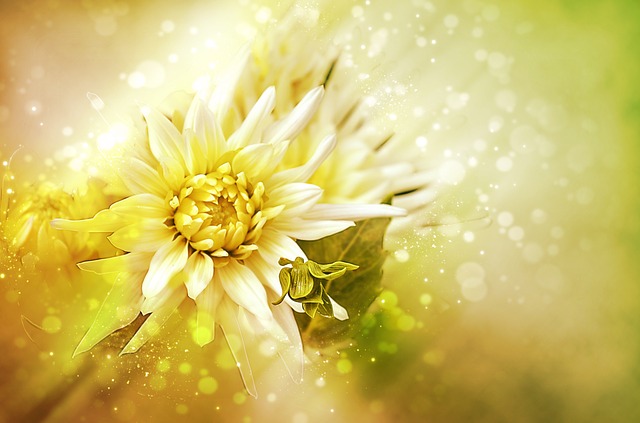 Free dahlia playa blanca cactus dahlia illustration