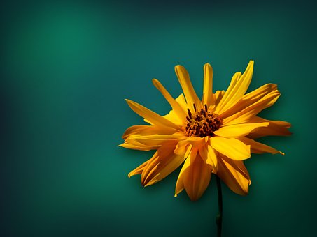 Free Blossom Bloom photo and picture