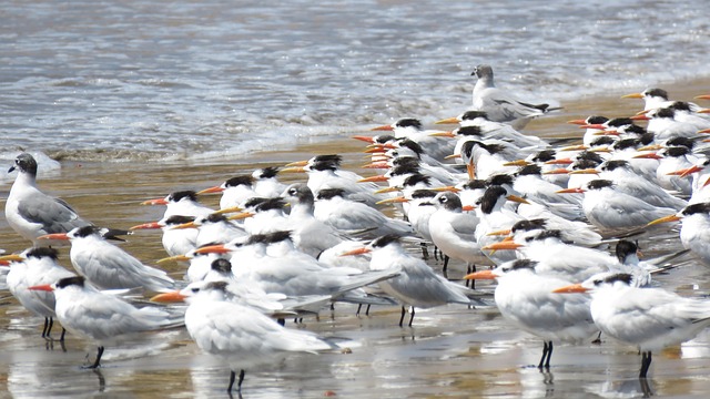 Free Birds Beach photo and picture