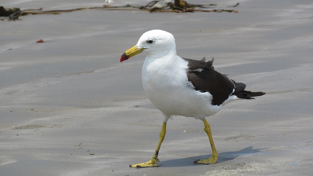 Free Bird Beach photo and picture
