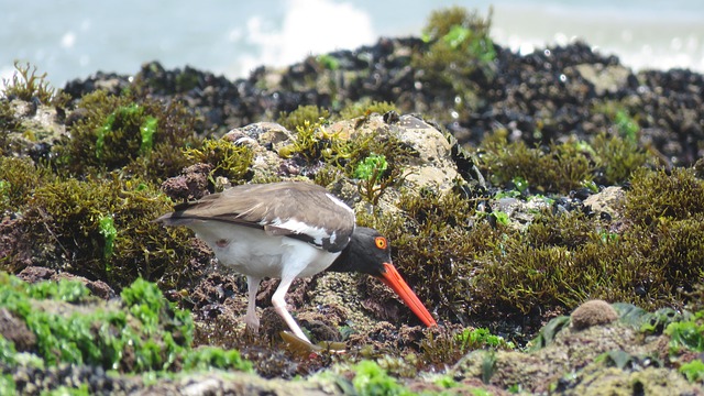 Free Bird Beach photo and picture
