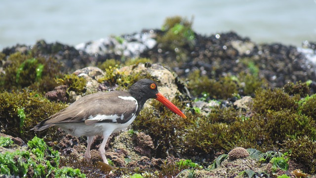 Free Bird Beach photo and picture