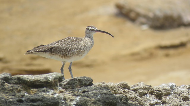 Free Bird Sea photo and picture