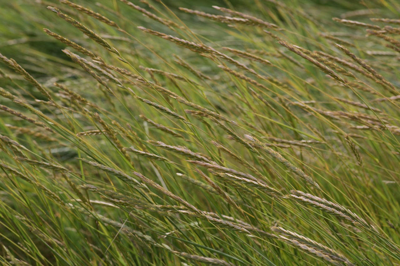 Wind Grass Meadow - Free photo on Pixabay