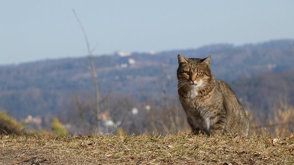 Free Cat Animal photo and picture