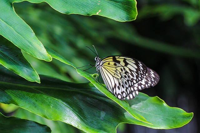 Schmetterling, Insekt, Natur, Blatt