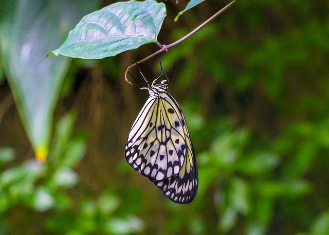 Schmetterling, Natur, Insekt, Flügel