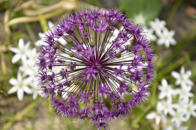 Free Ramsons Violet photo and picture