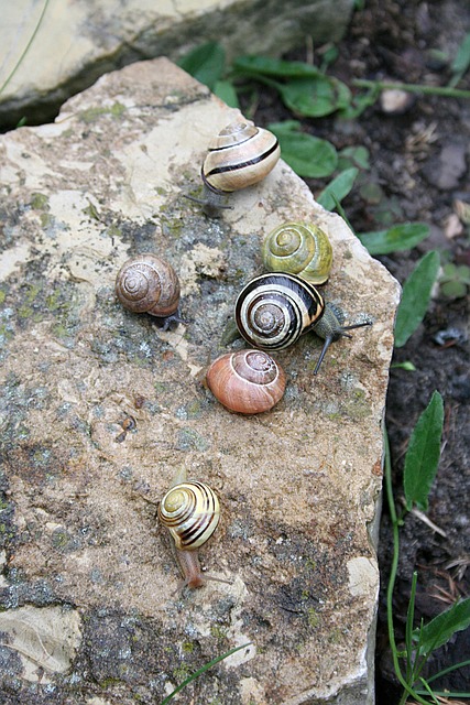 Free Snails Seashell photo and picture