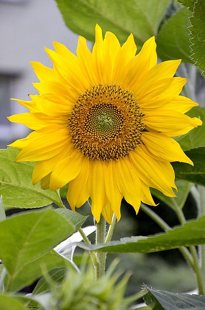 Free Sunflower Flower photo and picture