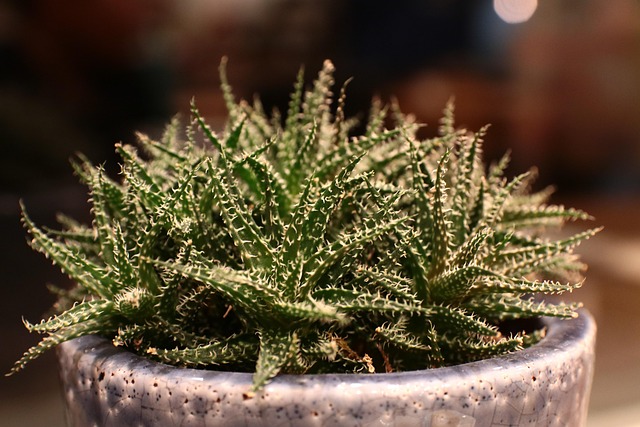 Cactus, Plante, Verde, Naturale