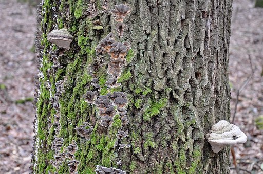 Bemooster Baumstamm, Taplo-Pilze, Natur