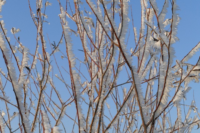 Free Winter Icing photo and picture