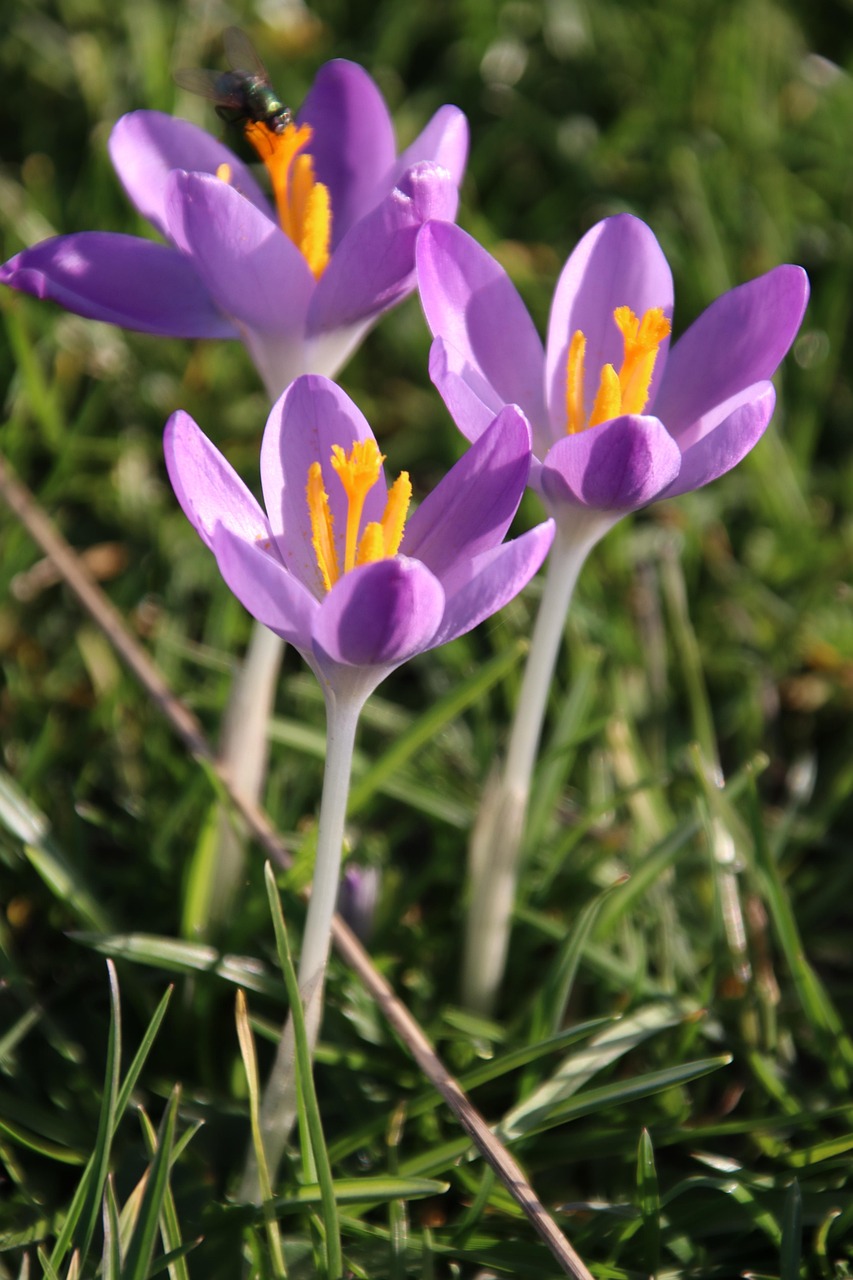 Crocus Flower For Free photo on Pixabay Pixabay