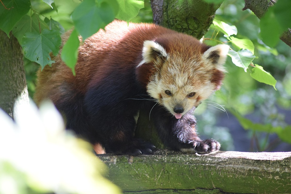 レッサーパンダ アジア 動物 Pixabayの無料写真