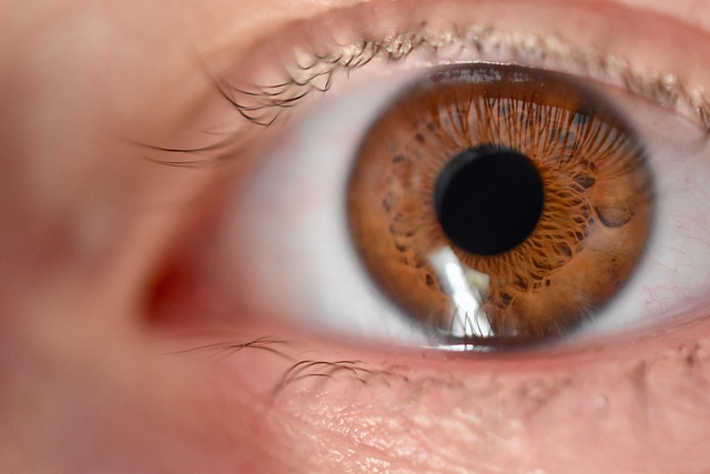 Free Eye Iris photo and picture