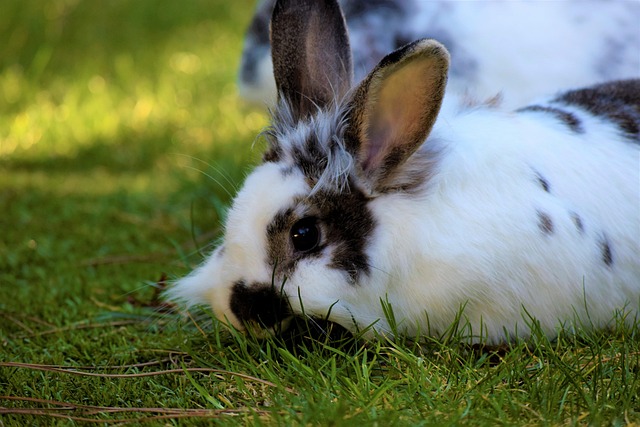 Free Rabbits Rabbit photo and picture