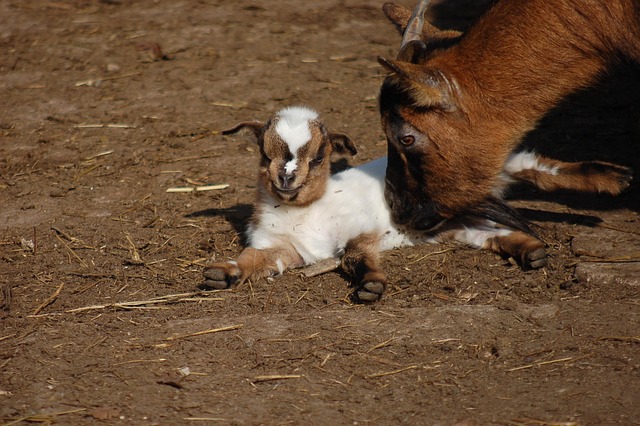 Capre Ferma Animale Efectivele De - Fotografie gratuită pe Pixabay ...