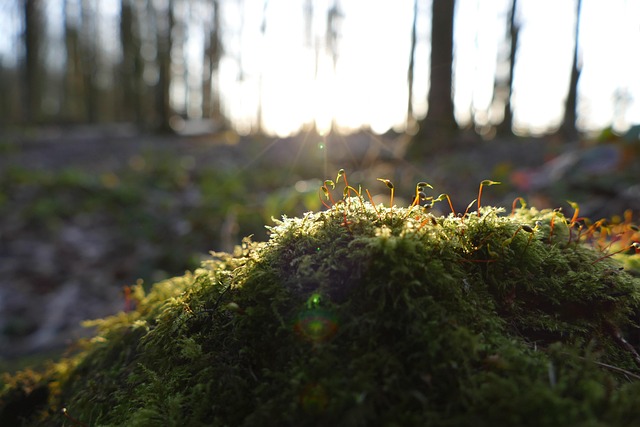 Musgo, Bosque, Naturaleza, Víspera